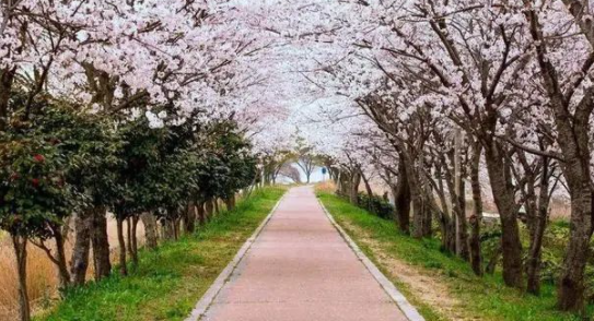 20日起，安徽合肥增开两条“定制旅游公交专线”